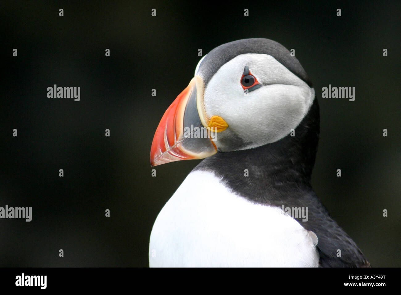 Atlantic puffin (Fratercula arctica), ritratto, Regno Unito Foto Stock