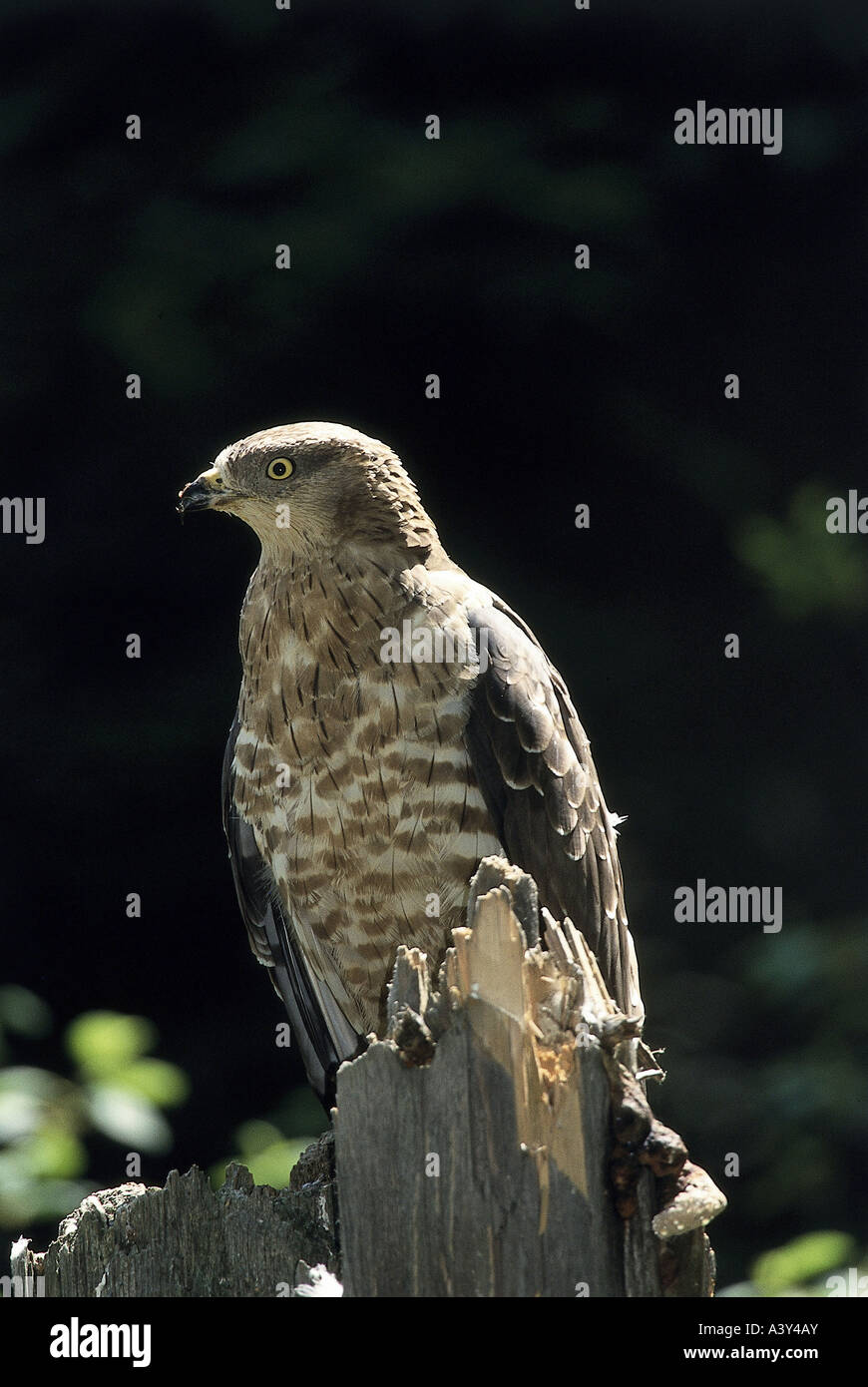 Zoologia / animali, uccelli / bird, falco pecchiaiolo, (Pernis apivorus), sul tronco di albero, distribuzione: Europa, seduto, uccello da preda, un Foto Stock
