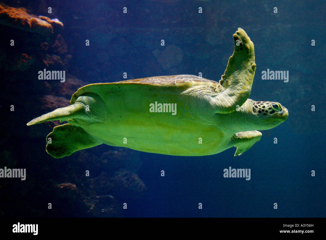 Per tartarughe marine, (Caretta Caretta caretta), nuoto Foto Stock