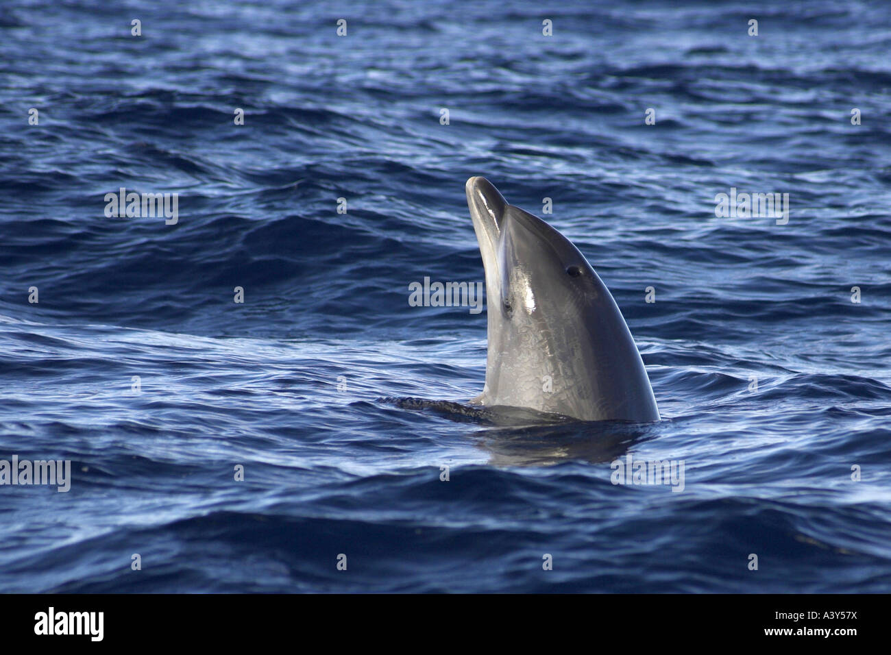 Bottlenosed dolphin, comune bottiglia di delfini dal naso (Tursiops truncatus), guardando fuori dall'acqua, Spagna Foto Stock