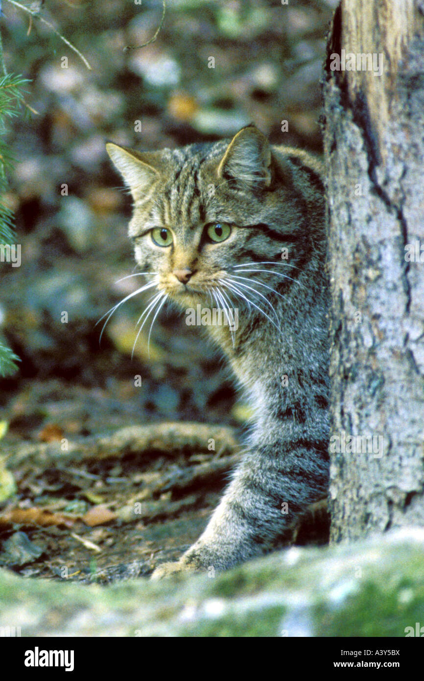 Gatto selvatico europeo, foresta gatto selvatico (Felis silvestris silvestris), in piedi dietro il tronco di albero, Germania Foto Stock