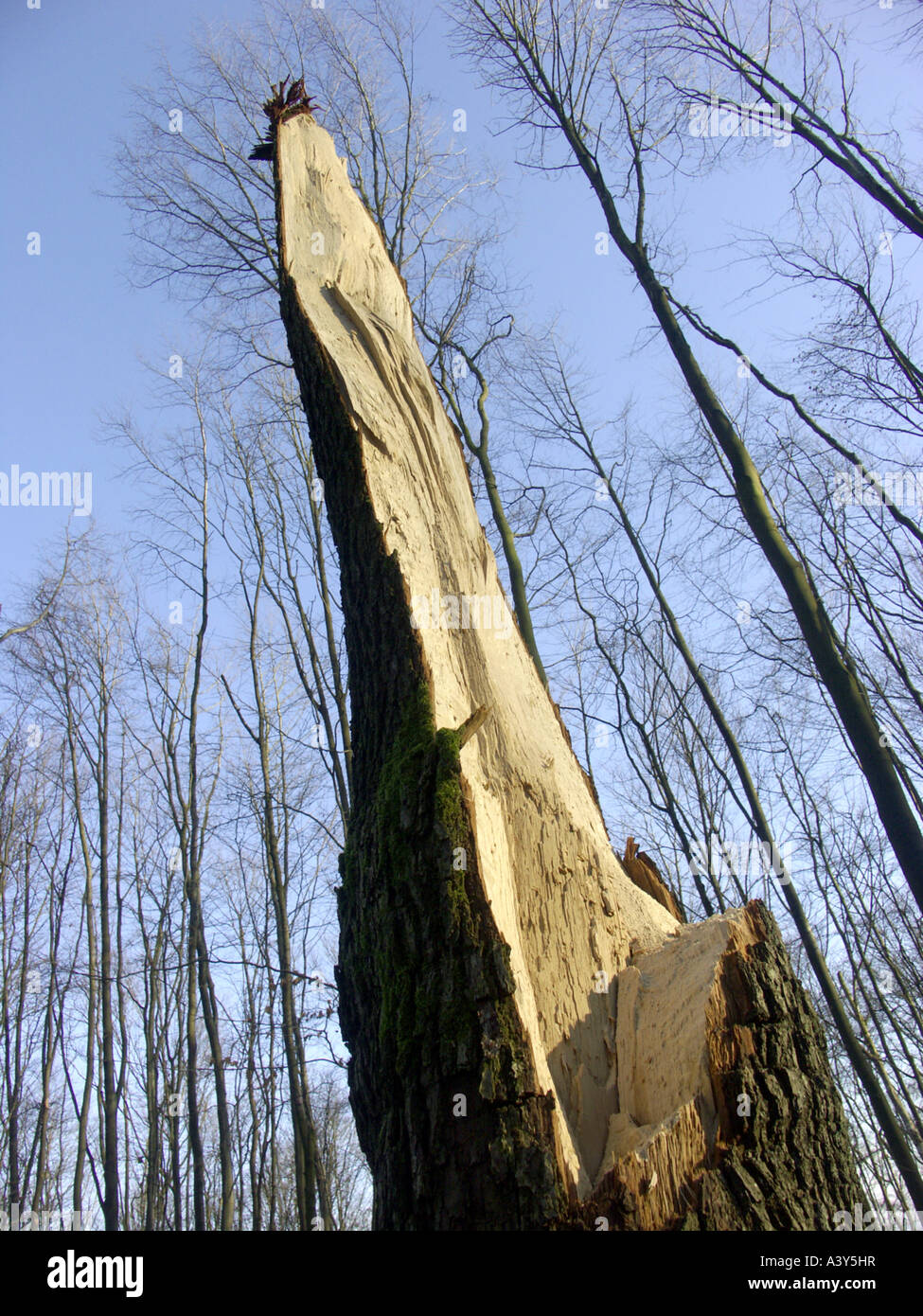 Tronco di albero rotto durante una tempesta, la Germania, la zona della Ruhr, Herdecke Foto Stock