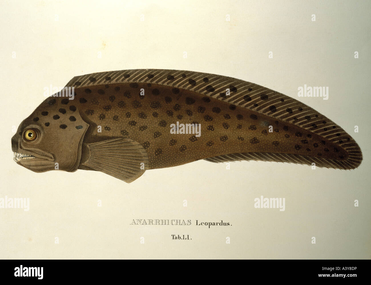 Zoologia / animale, pesce, wolffish, Anarhichas leoparardus, litografia a colori, di Johann Baptist von Spix, di 'electa genera et species piscium', Germania, 1829, Foto Stock