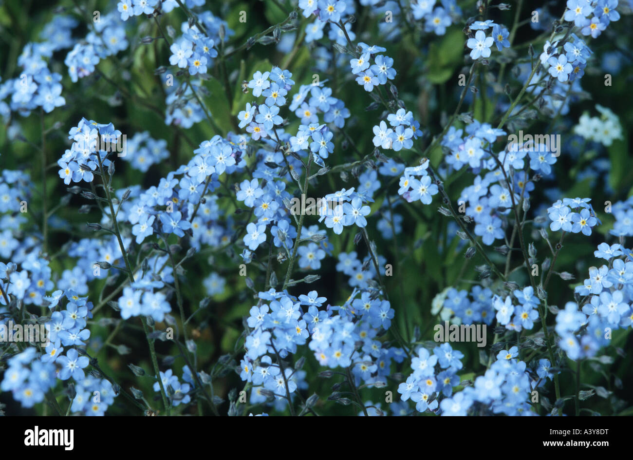 Dimenticare di legno-me-non dimenticare di bosco-me-non (Myosotis sylvatica), fioritura Foto Stock