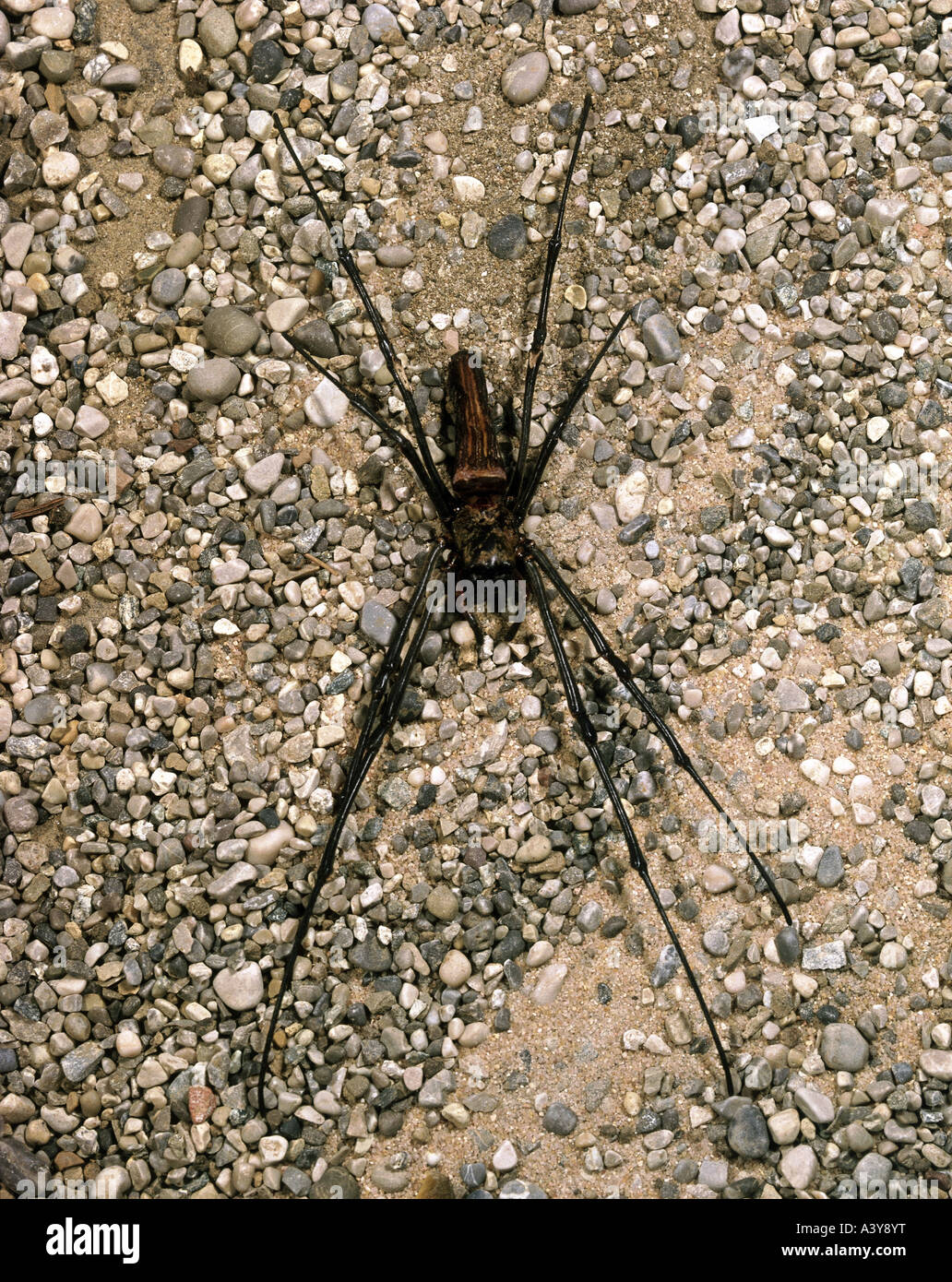 Zoologia / animali,aracnidi, tiger spider, sul terreno, distribuzione: Taiwan, animale, ragni, arachnida, Asia Foto Stock