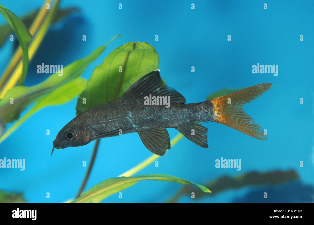 Redtail sharkminnow, red-tailed shark, redtailed shark, red-tailed black shark, redtailed black shark, redtailed labeo, fire ta Foto Stock