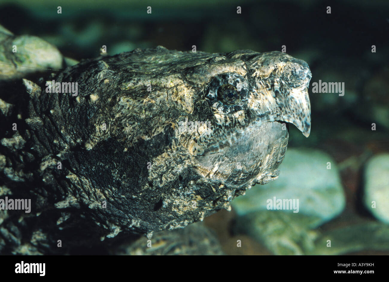 Matamata (Chelus fimbriatus), ritratto Foto Stock