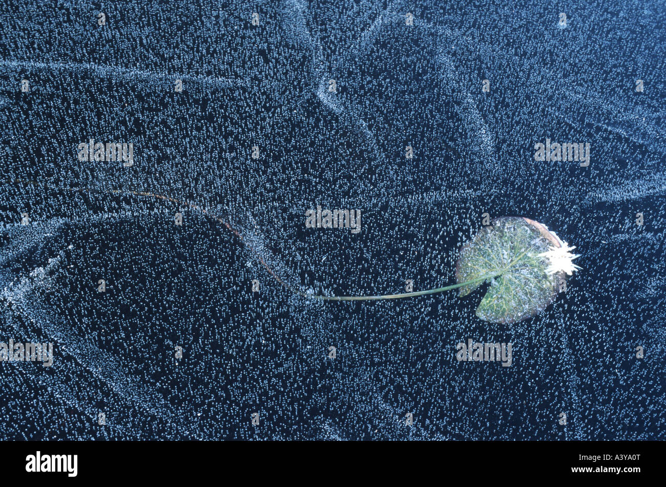 Le bolle di aria e la foglia di un acqua lilly nel ghiaccio, Svezia, Lappland, Muddus NP Foto Stock