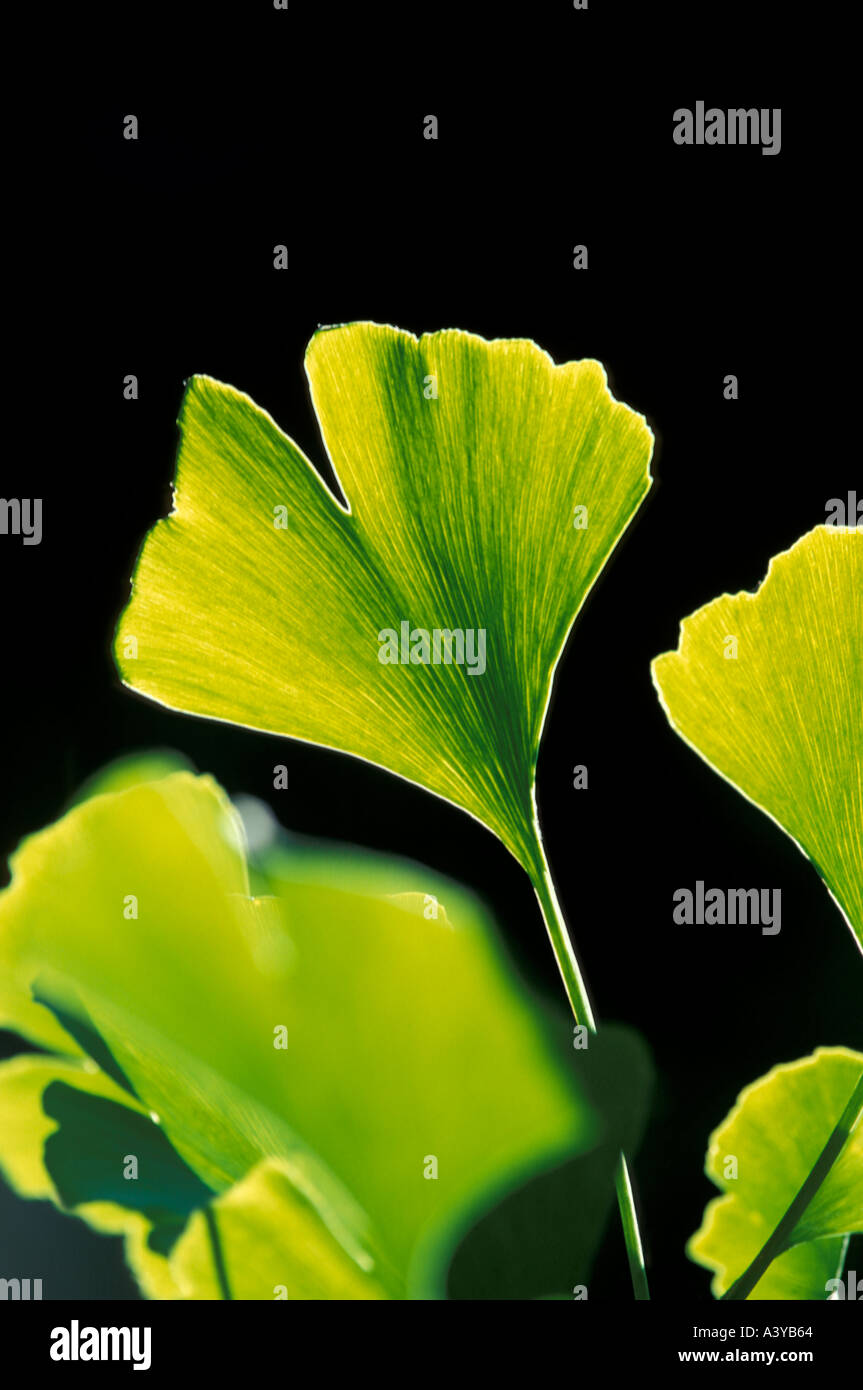 In prossimità di una foglia di gingko Foto Stock