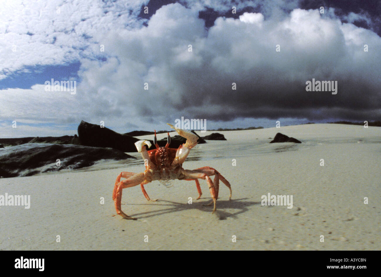 Il granchio fantasma, fiddler crab (Ocypodidae), unico animale sulla spiaggia, minaccioso, Ecuador, Galapagos Foto Stock