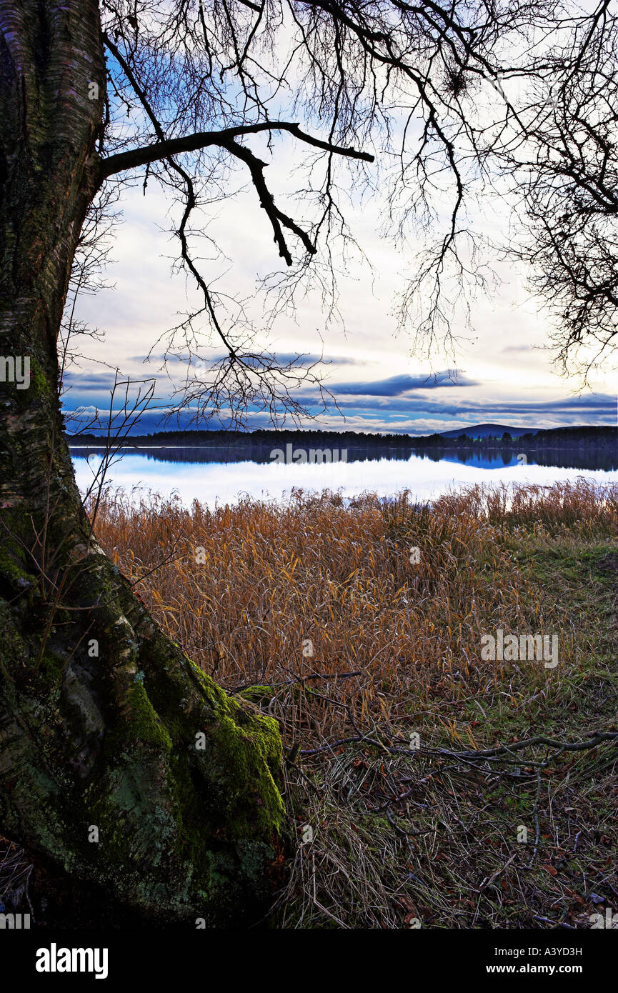 Moody formato ritratto immagine di Loch di Skene vicino a Aberdeen Scotland con albero invernale elaborazione immagine. Foto Stock