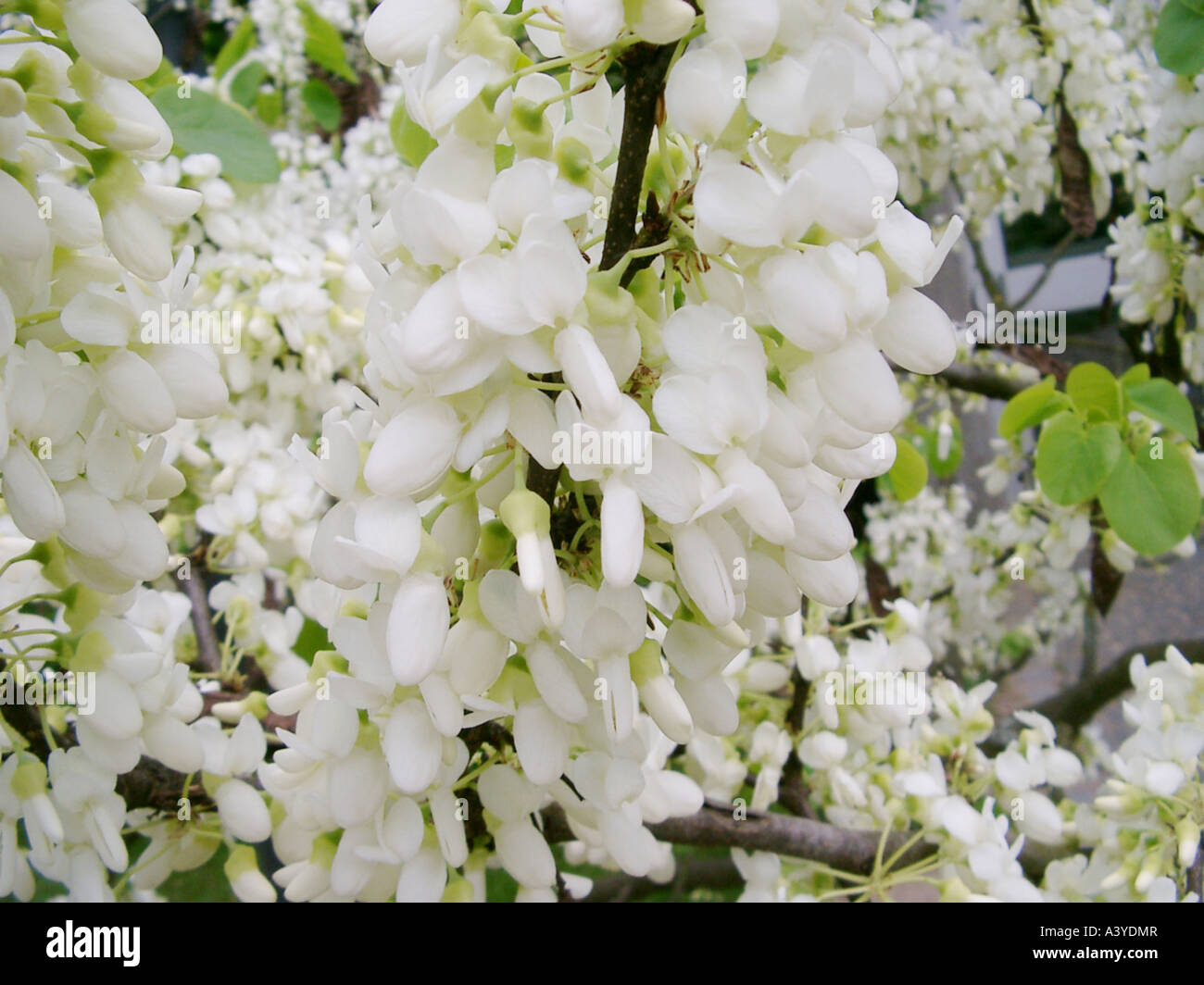Albero di Giuda (Cercis siliquastrum "Alba", Cercis siliquastrum Alba),  fioritura Foto stock - Alamy