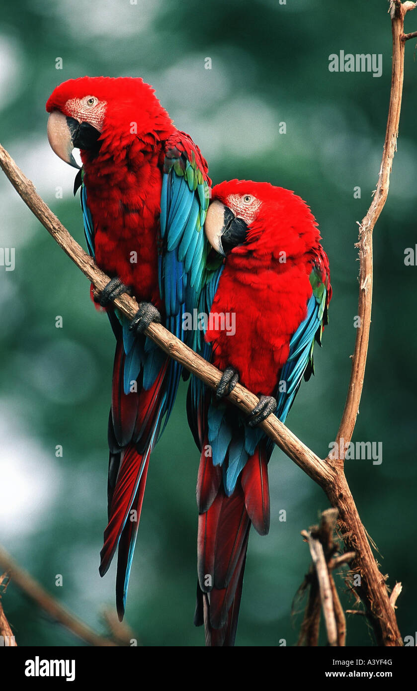 Verde-winged macaw (Ara chloroptera) Foto Stock