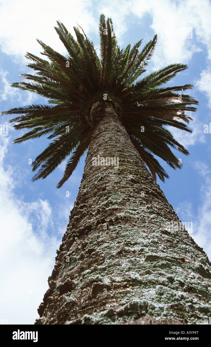 Isola Canarie data palm (Phoenix canariensis) Foto Stock