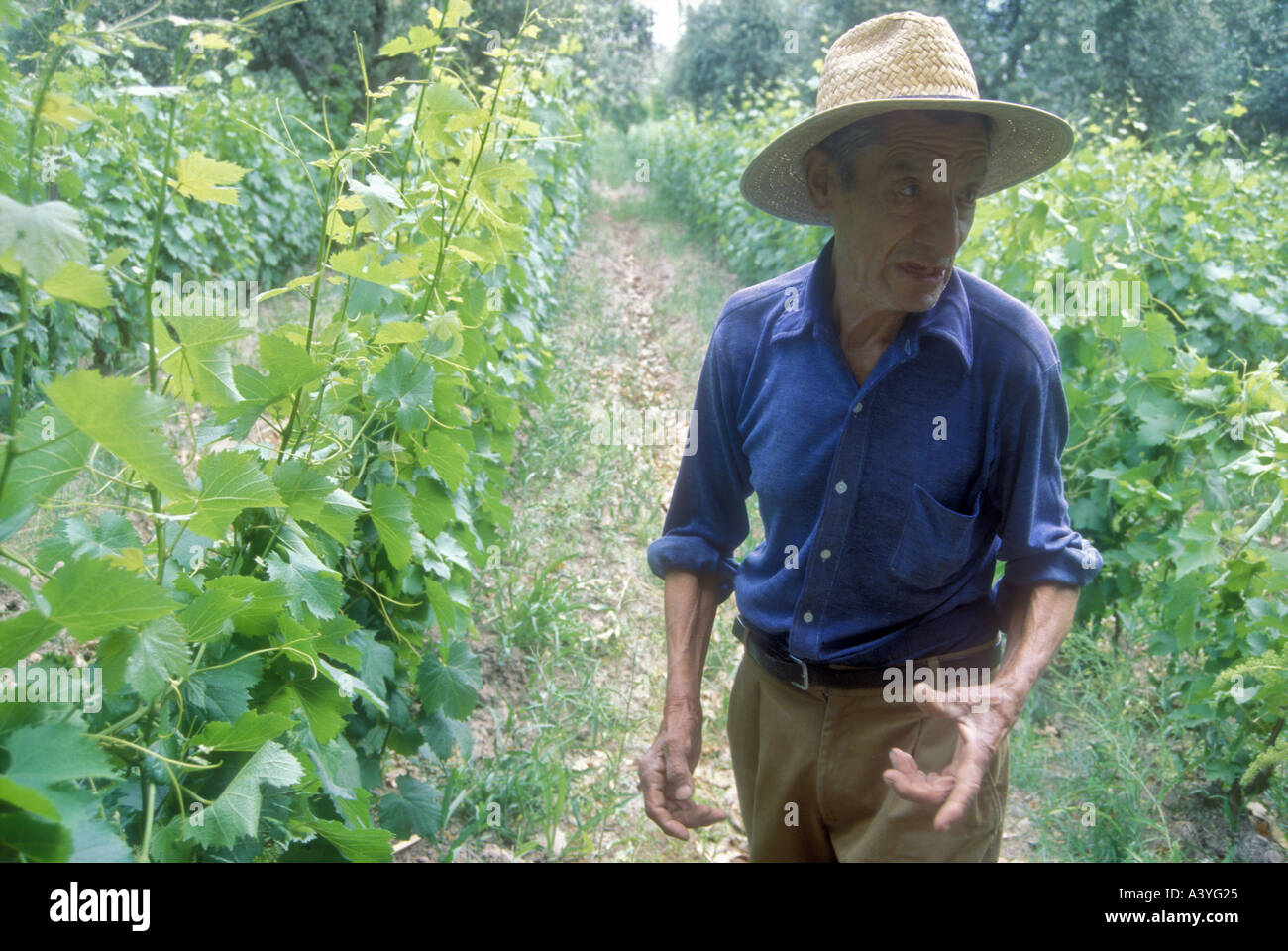 Vigneto l uomo dal Maipu in western Argentina Foto Stock