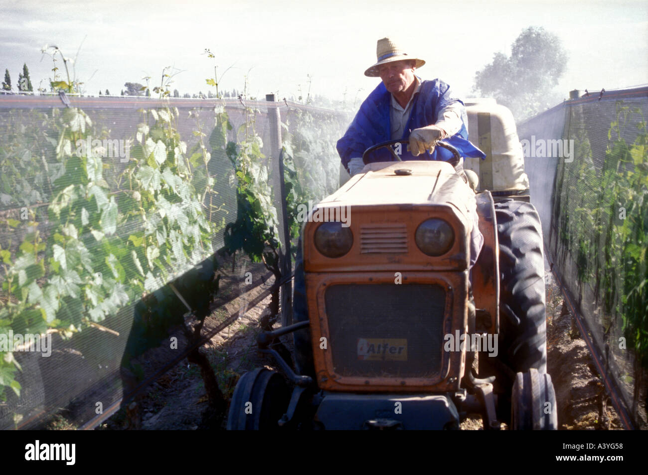Vigneto l uomo dal Maipu in western Argentina Foto Stock