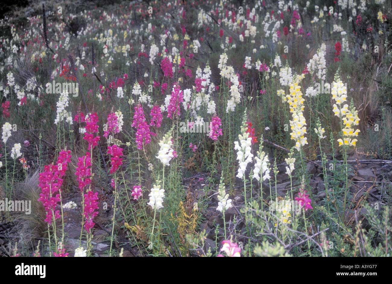 Invasione di fiori da giardino delle Ande presso la Western Argentina Foto Stock