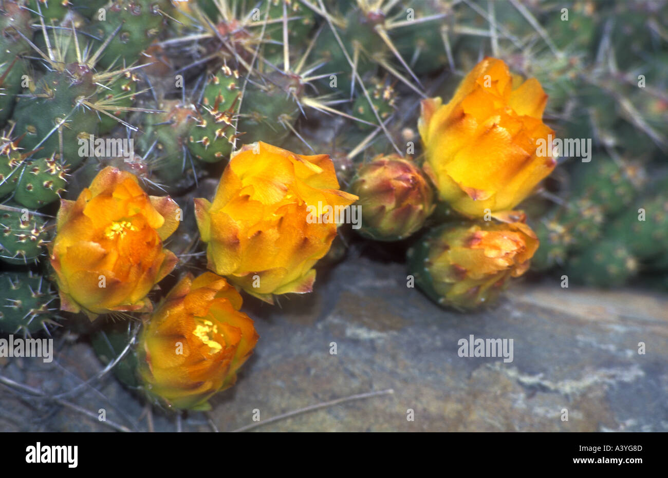 Cactus fioriti in alto Ande in western Argentina Foto Stock