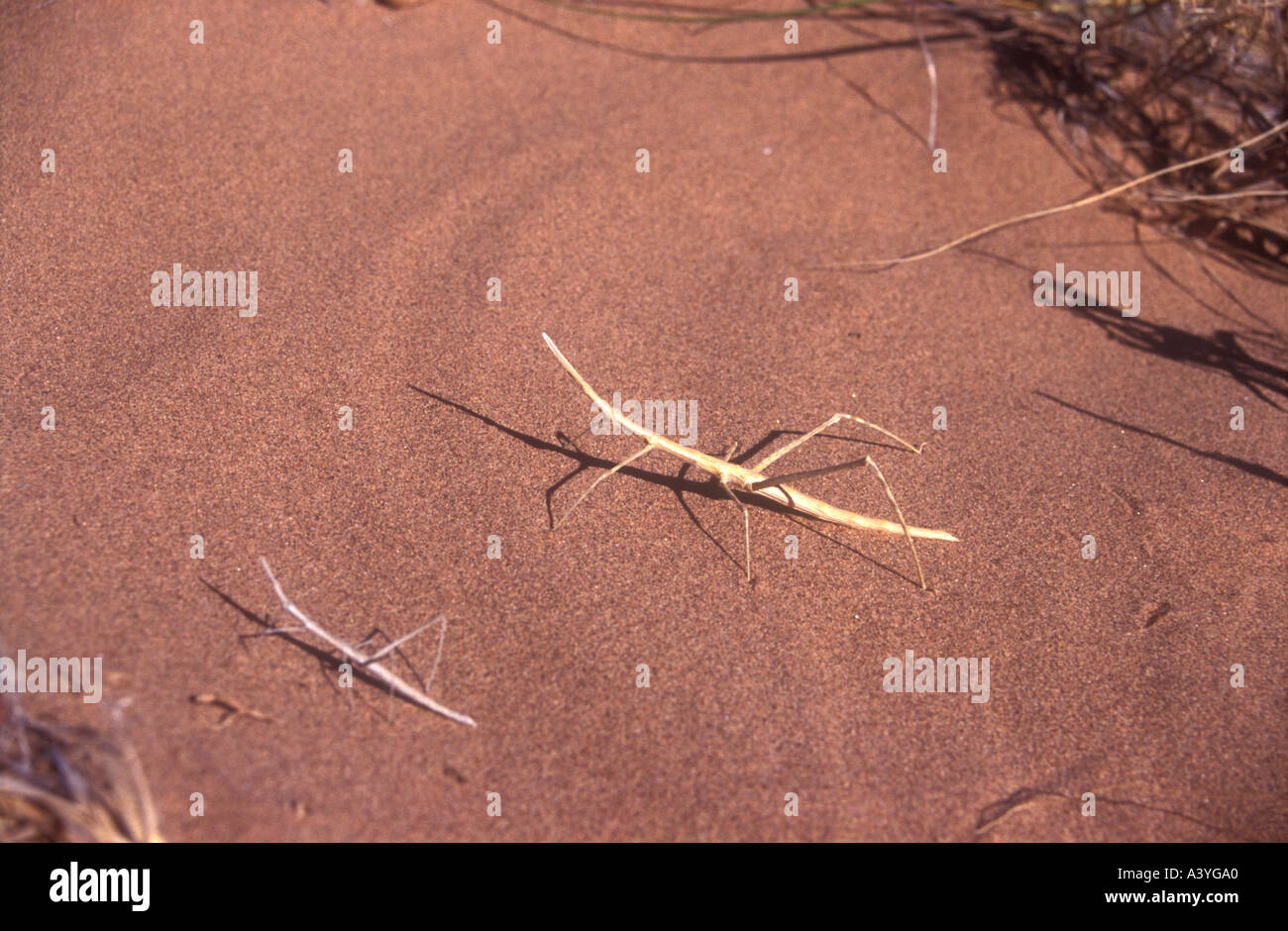 Stick bug dalle dune del deserto vicino a San Juan provincia presso la Western Argentina Foto Stock