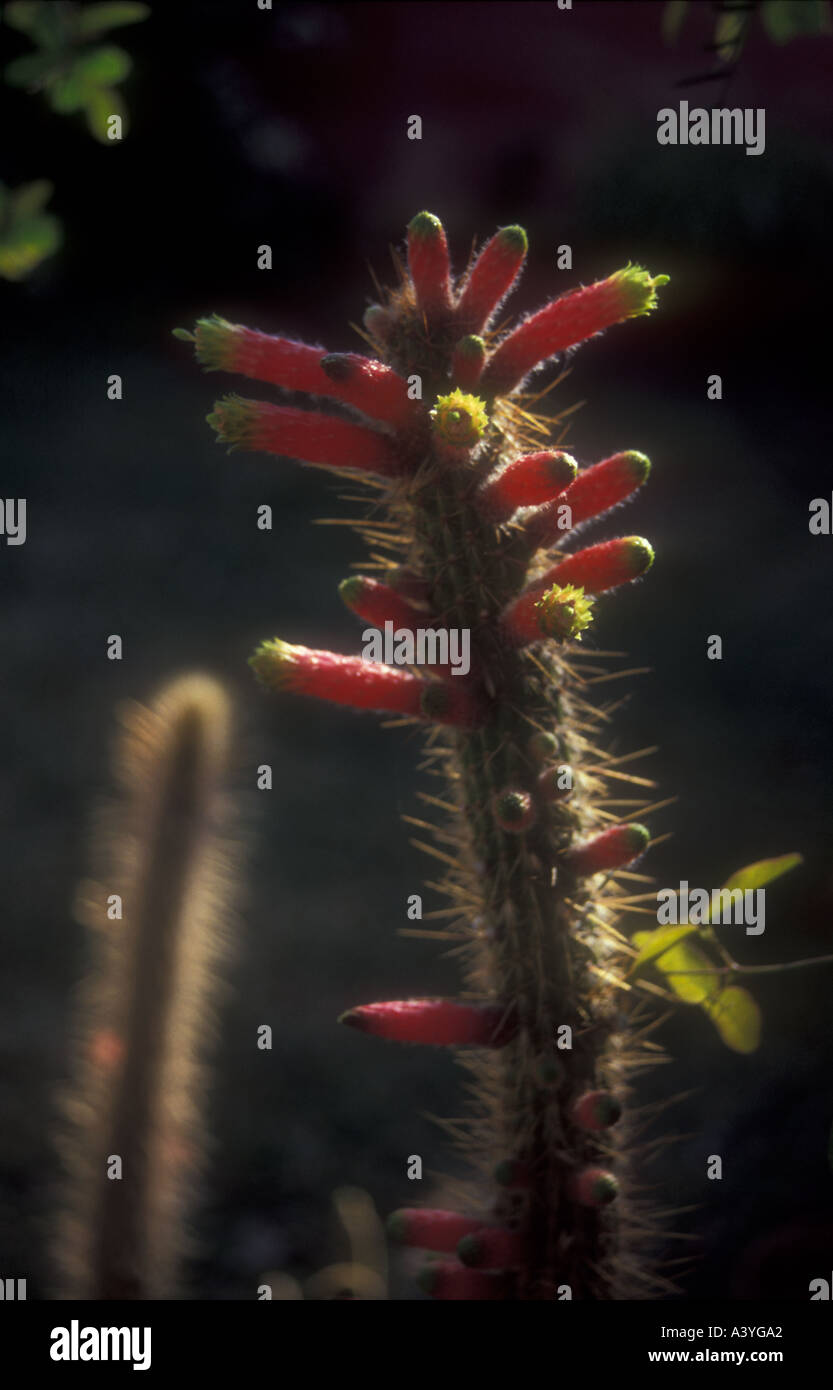 Fioritura cactus colonnare Cleistocactus da Catamarca in western Argentina Foto Stock