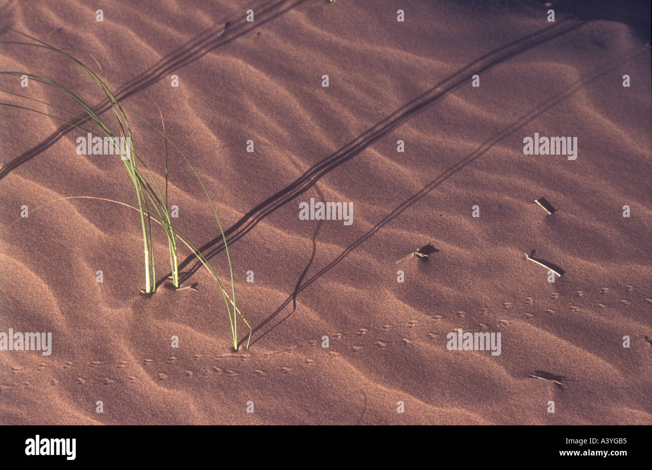 Le dune di sabbia e impianto di ombre dal Monte deserto occidentale in Argentina Foto Stock