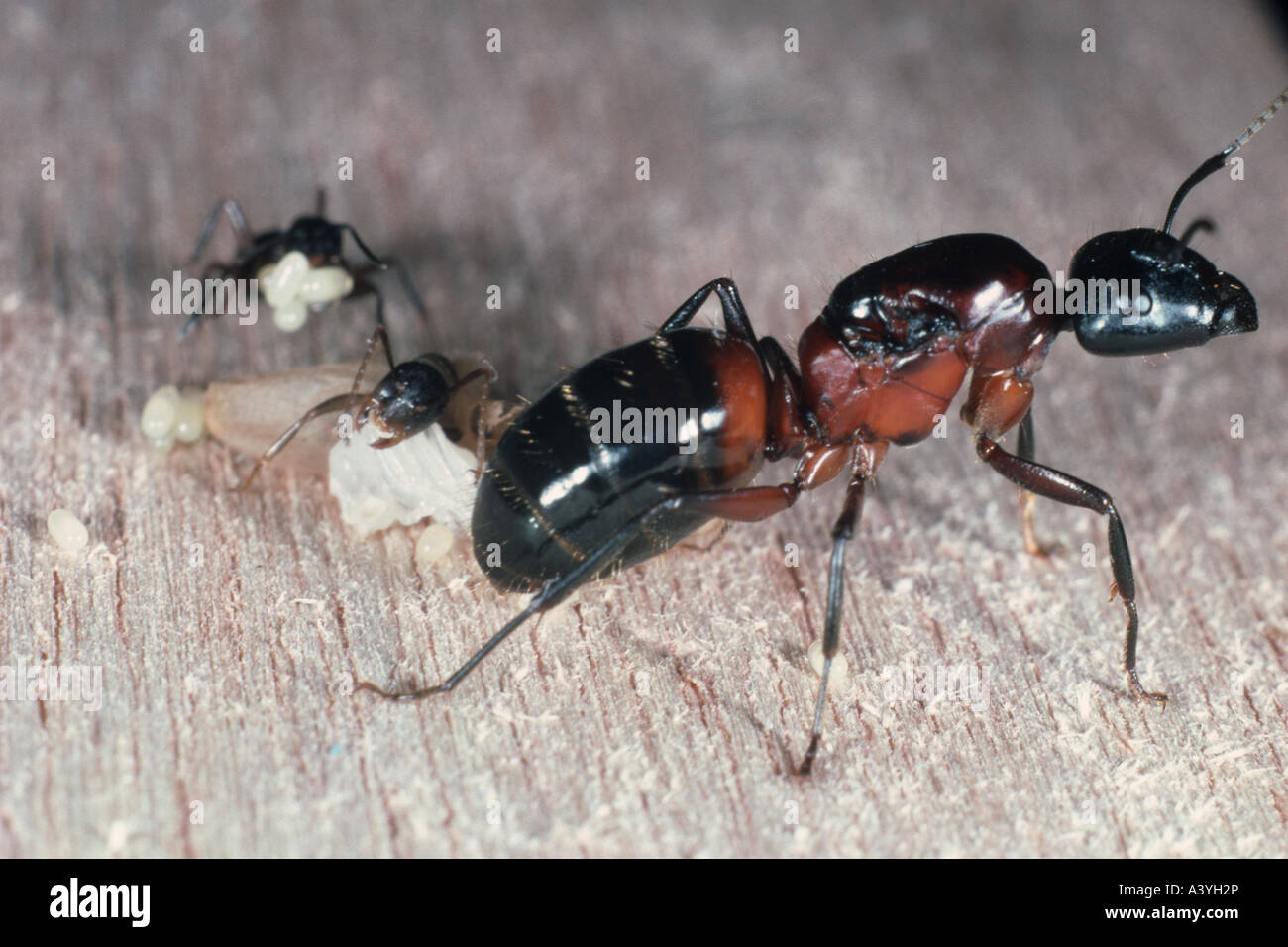 Carpenter formiche (Camponotus ligniperda), queen Foto Stock