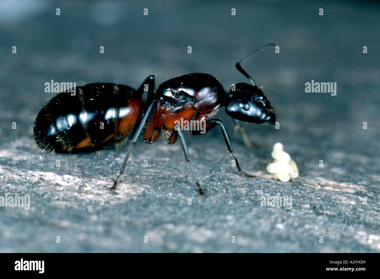 Carpenter formiche (Camponotus ligniperda), queen con uova Foto Stock