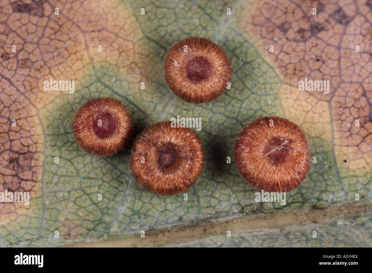 Foglie di quercia blister-gall cynipid wasp, silkbutton oakleaf-spanglegall cynipid wasp ( pulsante di seta spangle fiele) (Neuroterus numisma Foto Stock