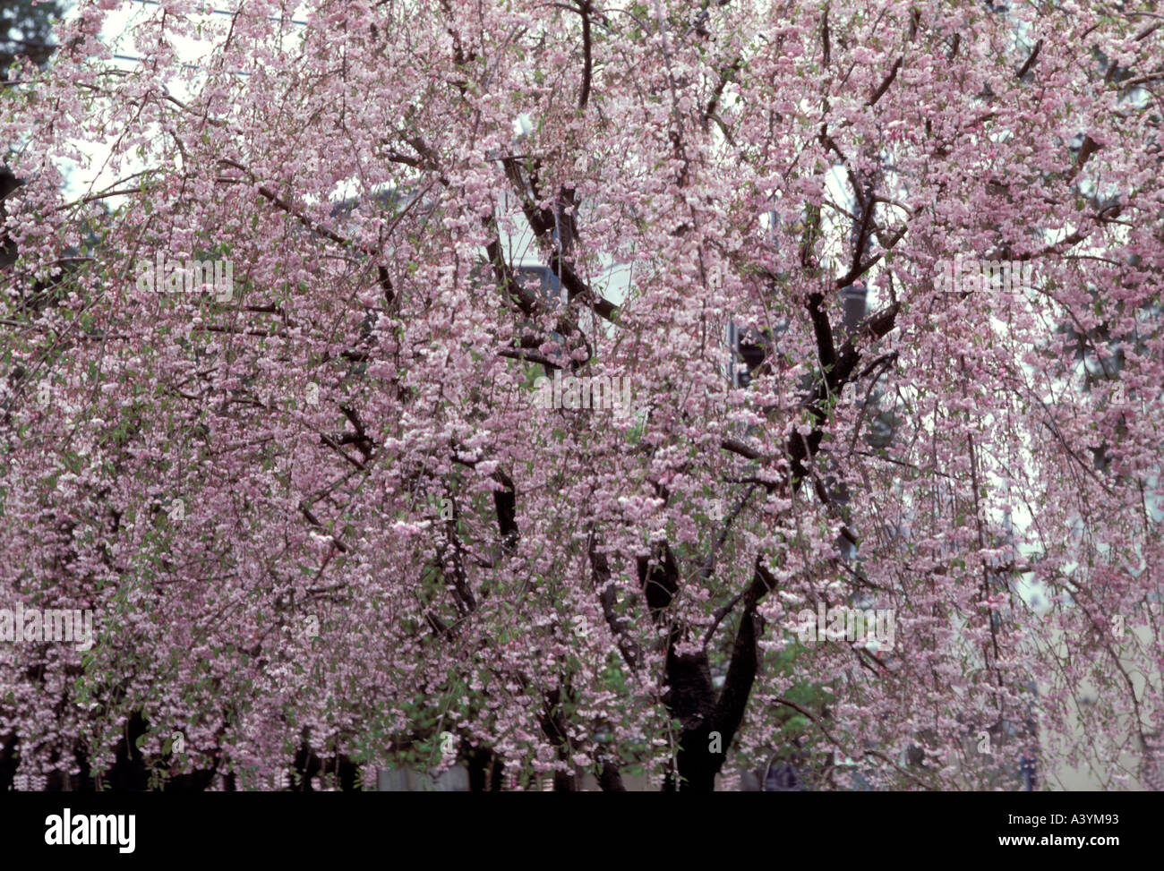 Cherry Blossom Kyoto Japan Foto Stock