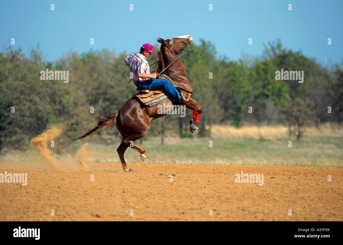 Quarterhorse (Equus przewalskii f. caballus) Foto Stock