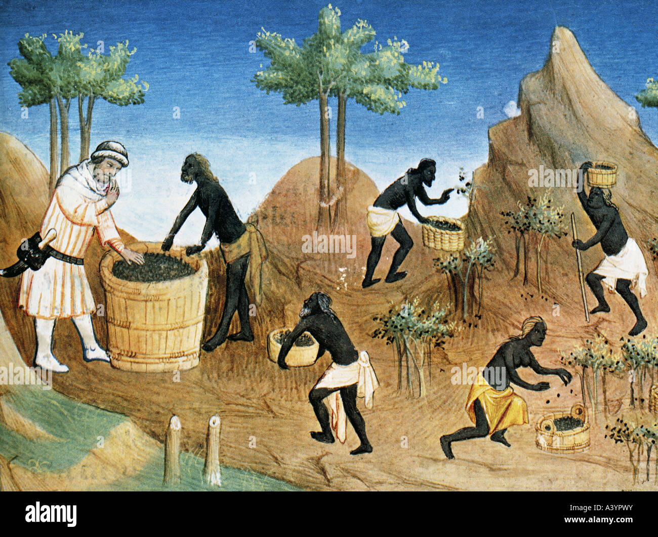 Polo Marco, 1254 - 8.1.1324, mercante veneziano e viaggiatore, controllo pepe nero a raccolto in plantage vicino alla Costa di Malabar, Foto Stock