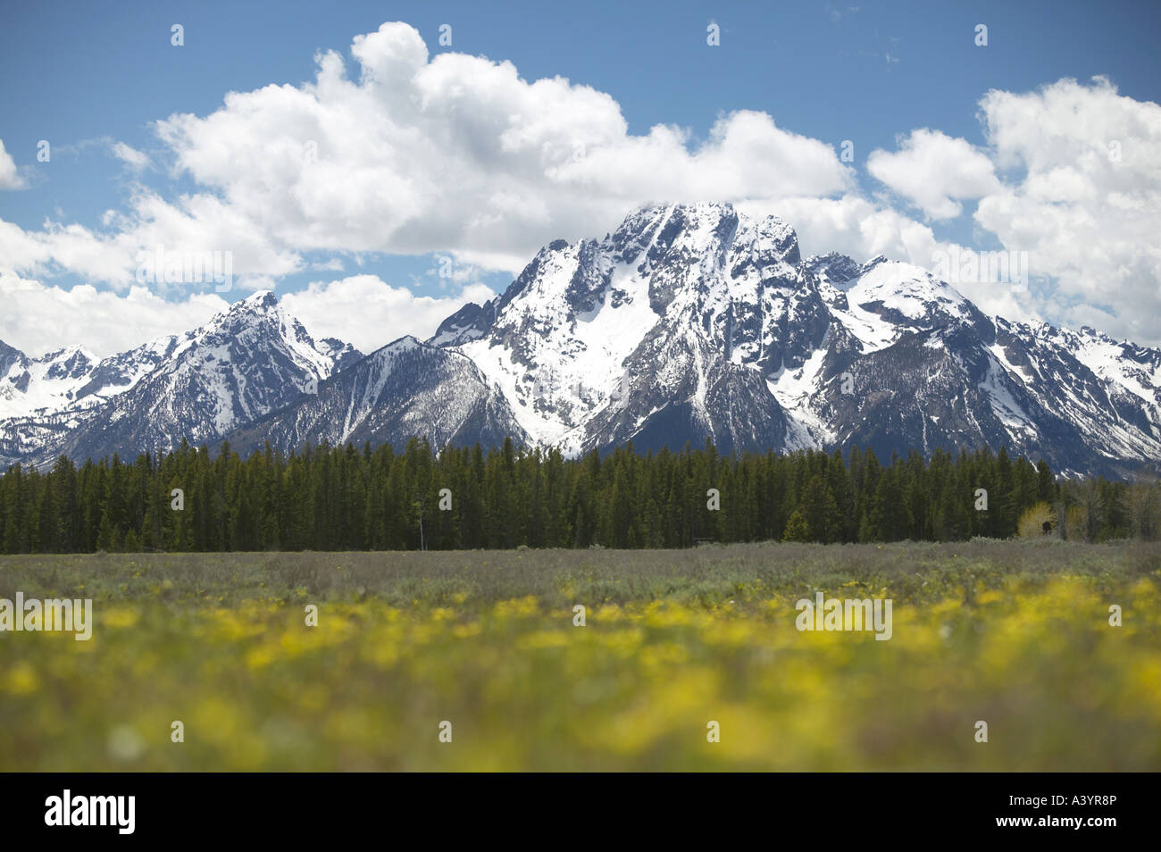 Snow capped Mount Moran in primavera con motivi floreali in primo piano, STATI UNITI D'AMERICA, Grand Teton National Park Foto Stock