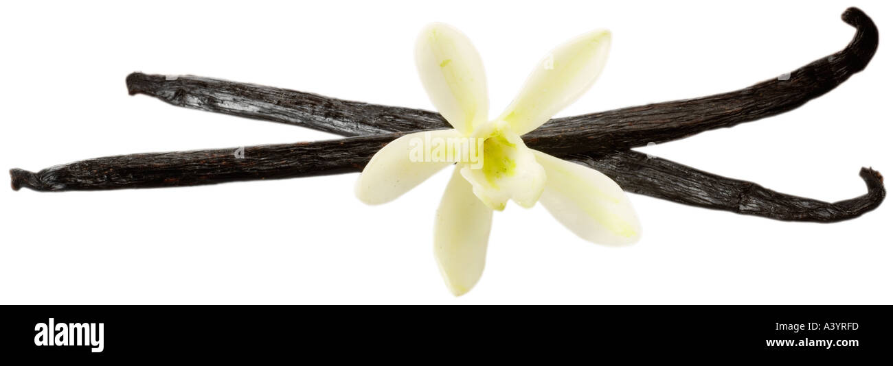 Baccelli di vaniglia e fiori su bianco Foto Stock