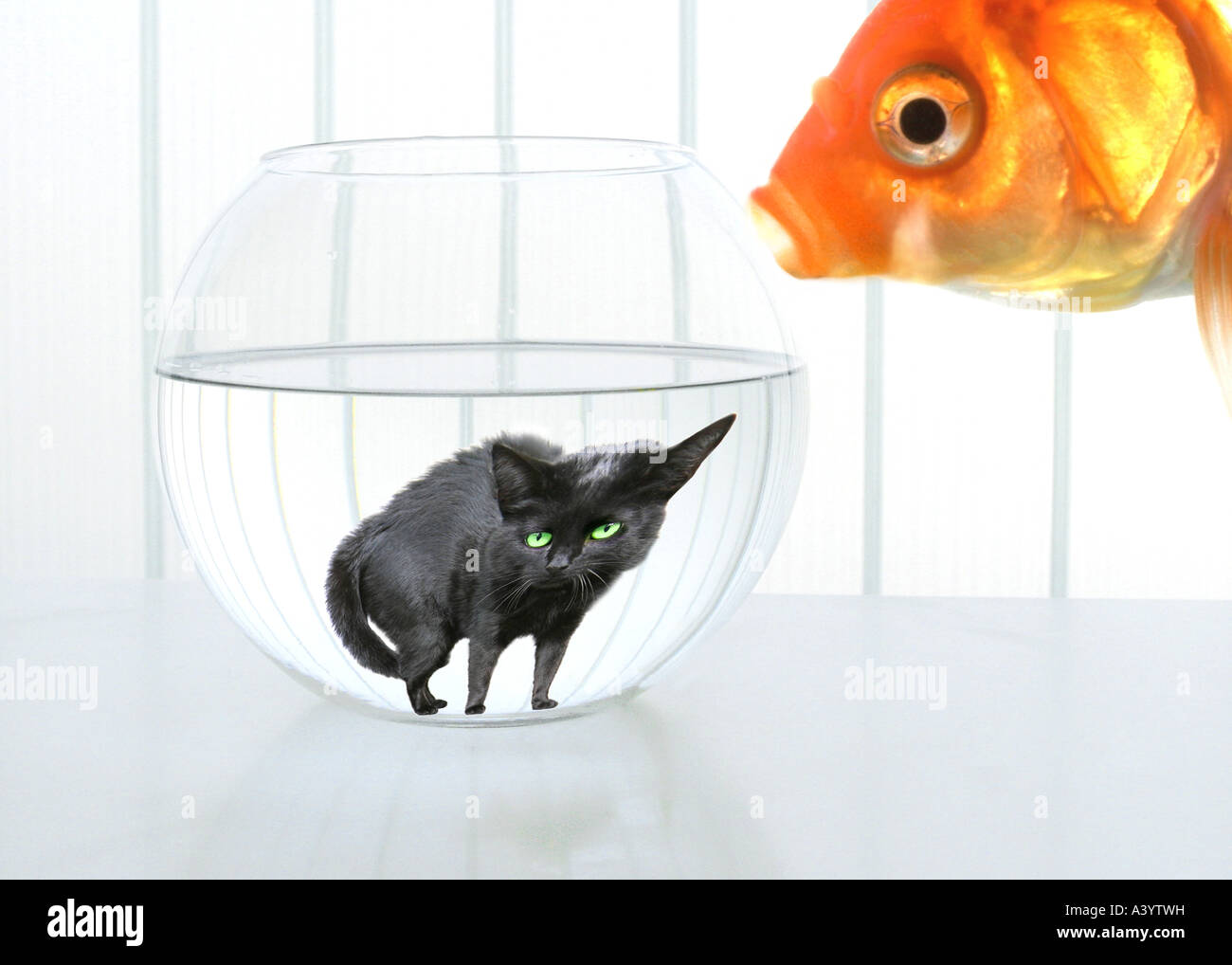 Goldfish, carpa comune (Carassius auratus), visualizzazione cat in goldfish serbatoio Foto Stock