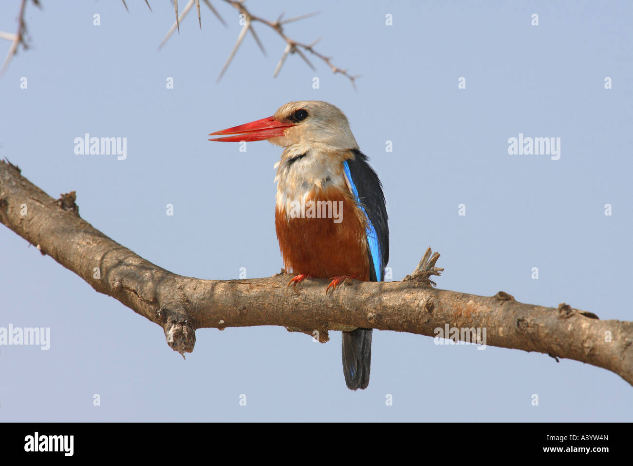 A testa grigia kingfisher (Halcyon leucocephala), seduto su un ramo, Kenya Foto Stock