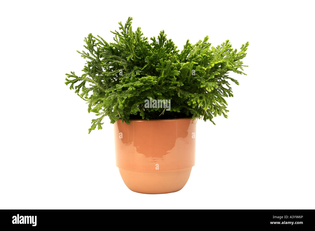 Spike Moss, Spikemoss, striscianti Moss (Selaginella martensii), pianta in  vaso Foto stock - Alamy