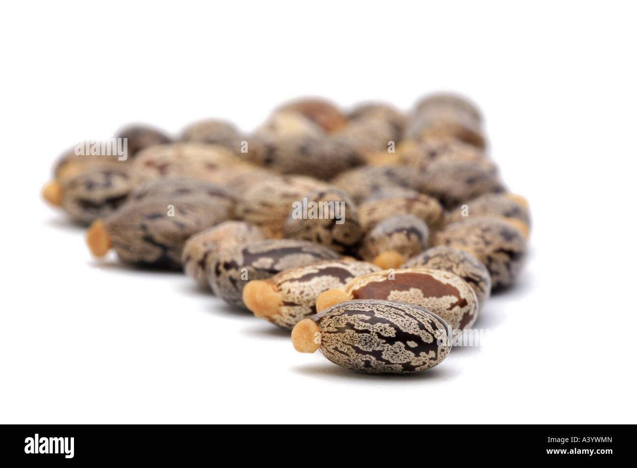 Il ricino, olio di ricino pianta, ricina, Castor bean, Castorbean (Ricinus communis), semi, include il ricin, uno dei forti Foto Stock