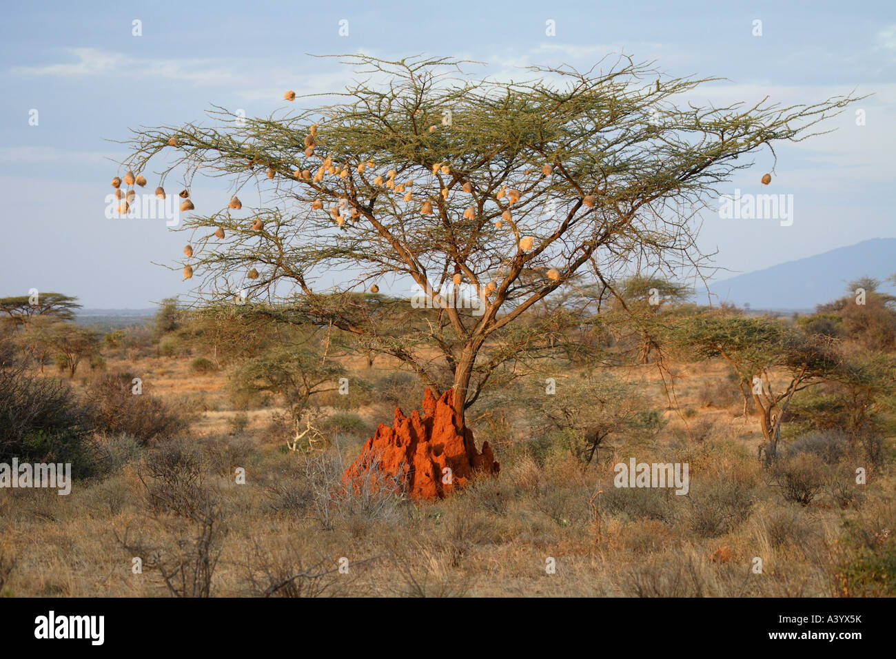Umbrella Thorn Acacia, ombrello acacia (acacia tortilis), paesaggio nel Samburu con il camel thorn, Kenya Foto Stock