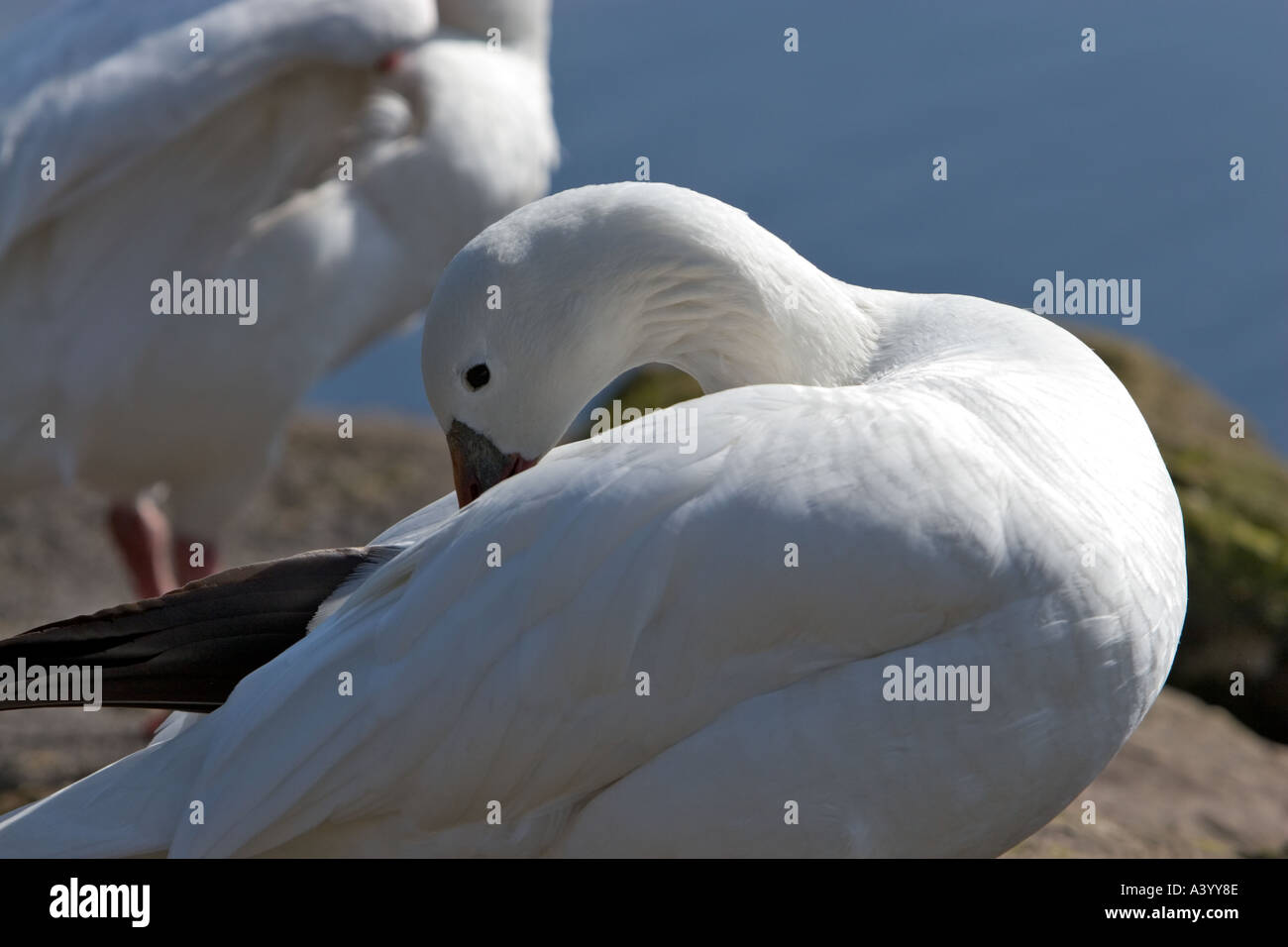 Piume di preening di oca bianca con fuoco morbido oca sfocata e acqua sullo sfondo in morecambe lancashire uk Foto Stock