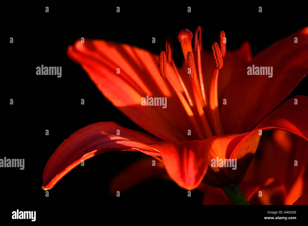 Gardenflowers giglio rosso nella luce della sera Foto Stock