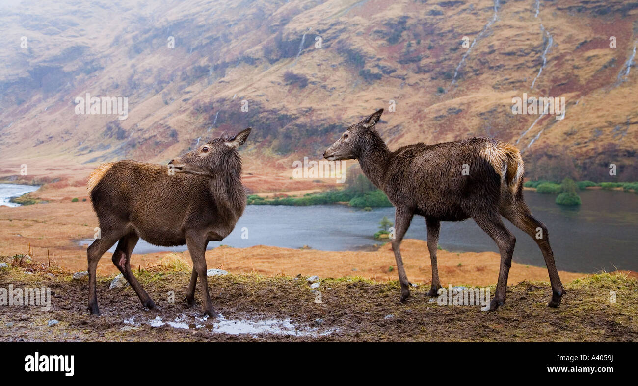 Cervi, Glen Etive, Scozia. Foto Stock