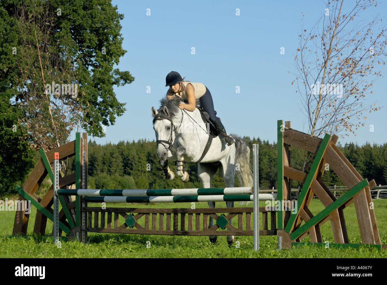 Signora giovane cavaliere di saltare sul dorso di un cavallo tedesco Foto Stock