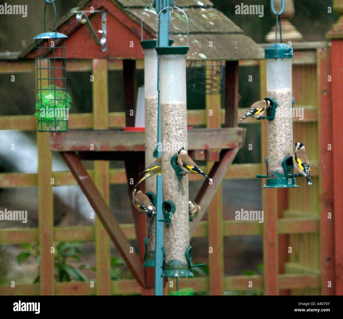 Cardellini Carduelis carduelis su alimentatore da giardino Foto Stock