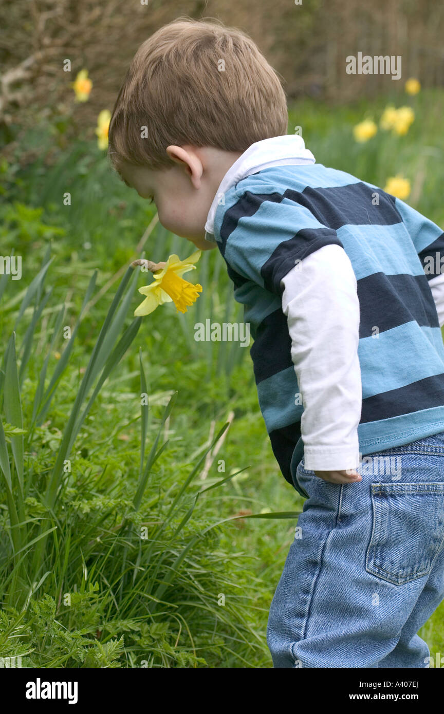 Giovane ragazzo in odore di narcisi in un giardino Foto Stock