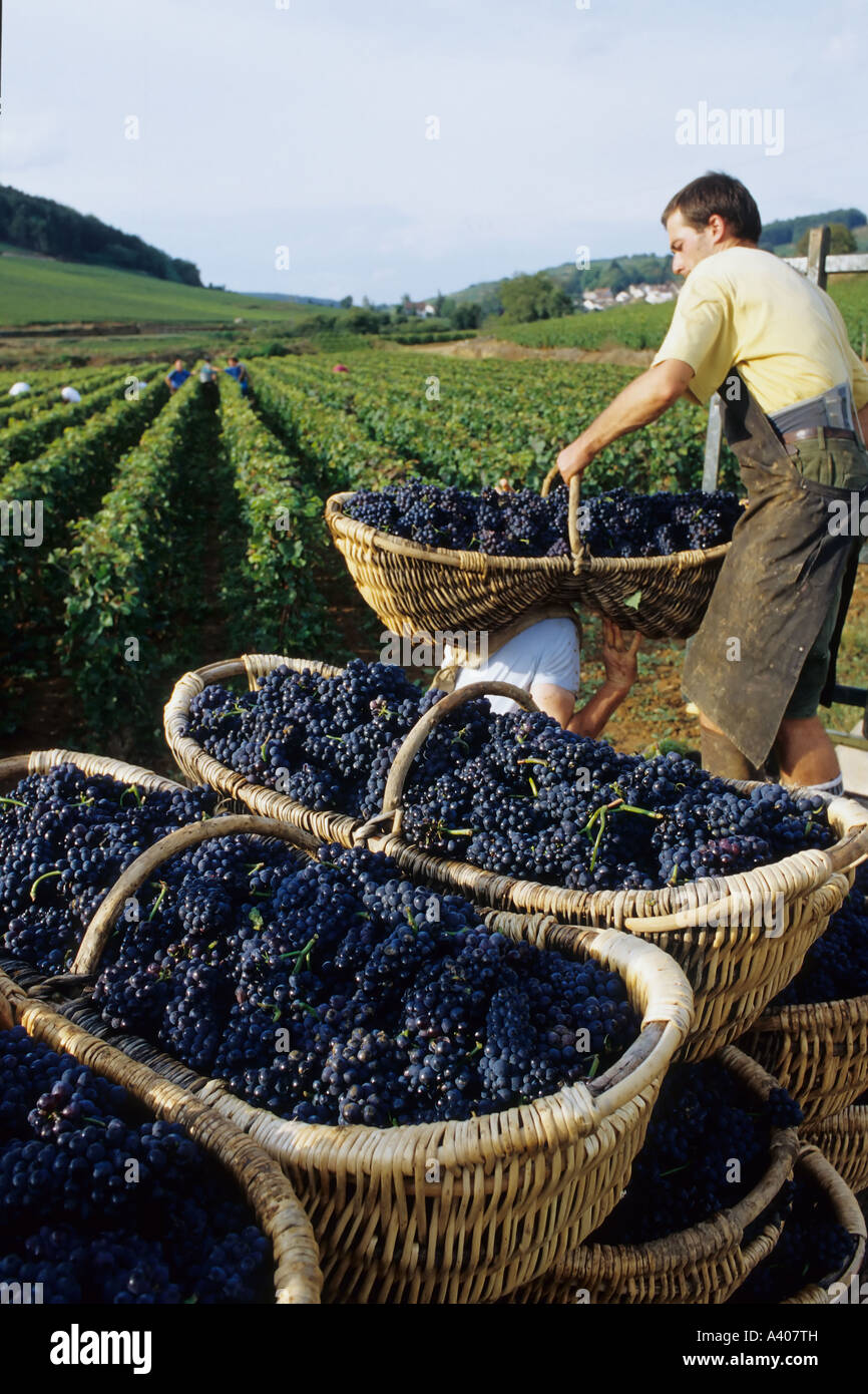 Francia BORGOGNA PERNAND-VERGELES RACCOGLITRICE DI UVA BENATON impilamento cesti con appena raccolto PINOT NERO SU UN RIMORCHIO Foto Stock