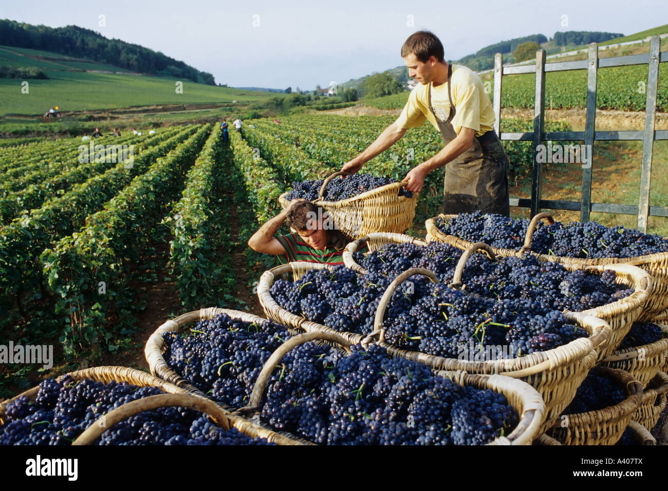 Francia BORGOGNA PERNAND-VERGELES due selettori di uva BENATON impilamento cesti con appena raccolto Pinot nero Foto Stock