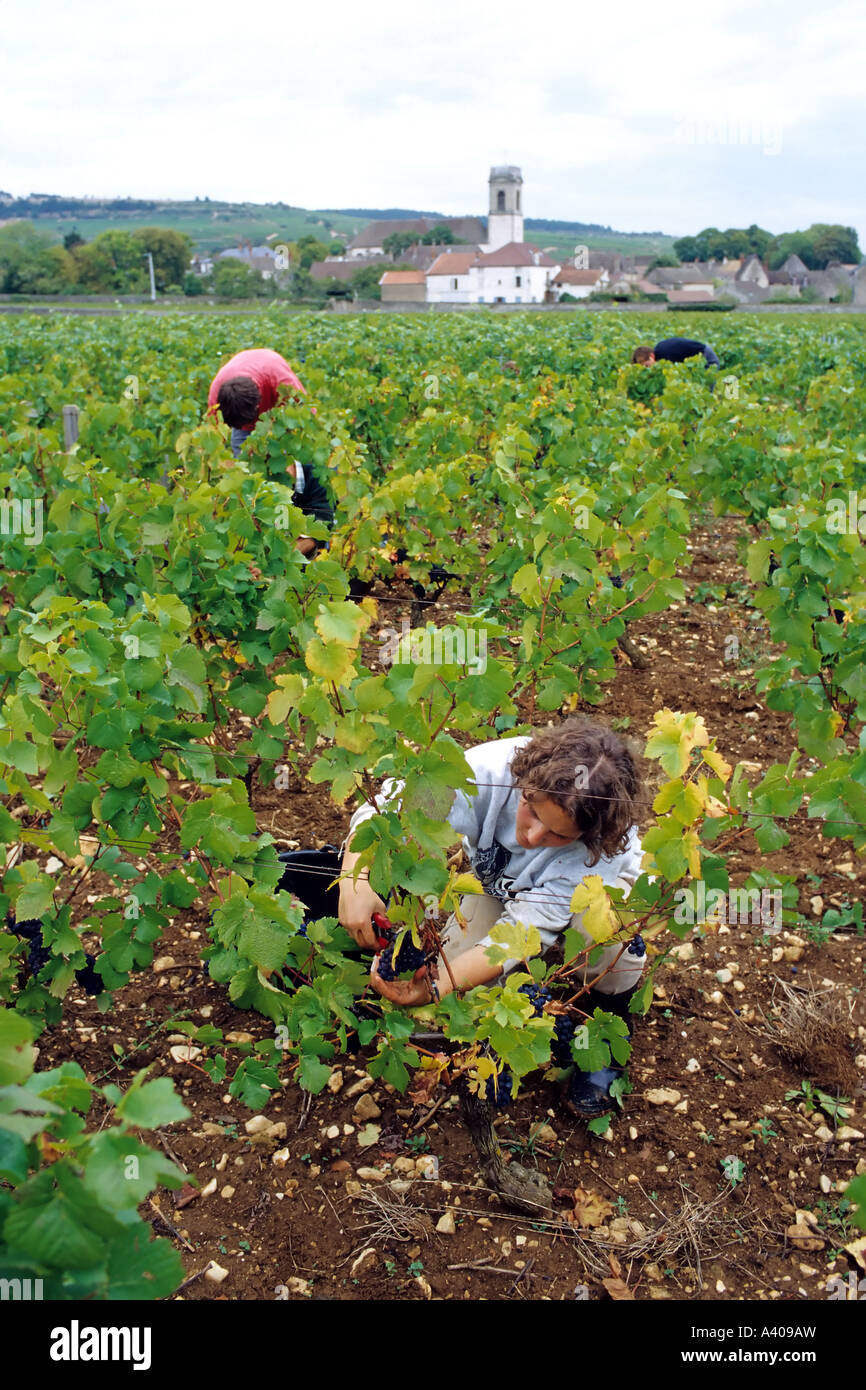 Francia BORGOGNA POMMARD VENDEMMIA EUROPA Foto Stock