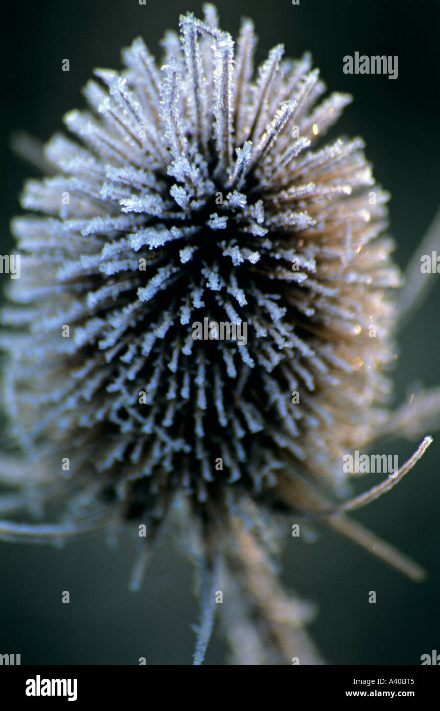 Close up di un Teasle West Down Chilbolton Inghilterra Hampshire REGNO UNITO Foto Stock