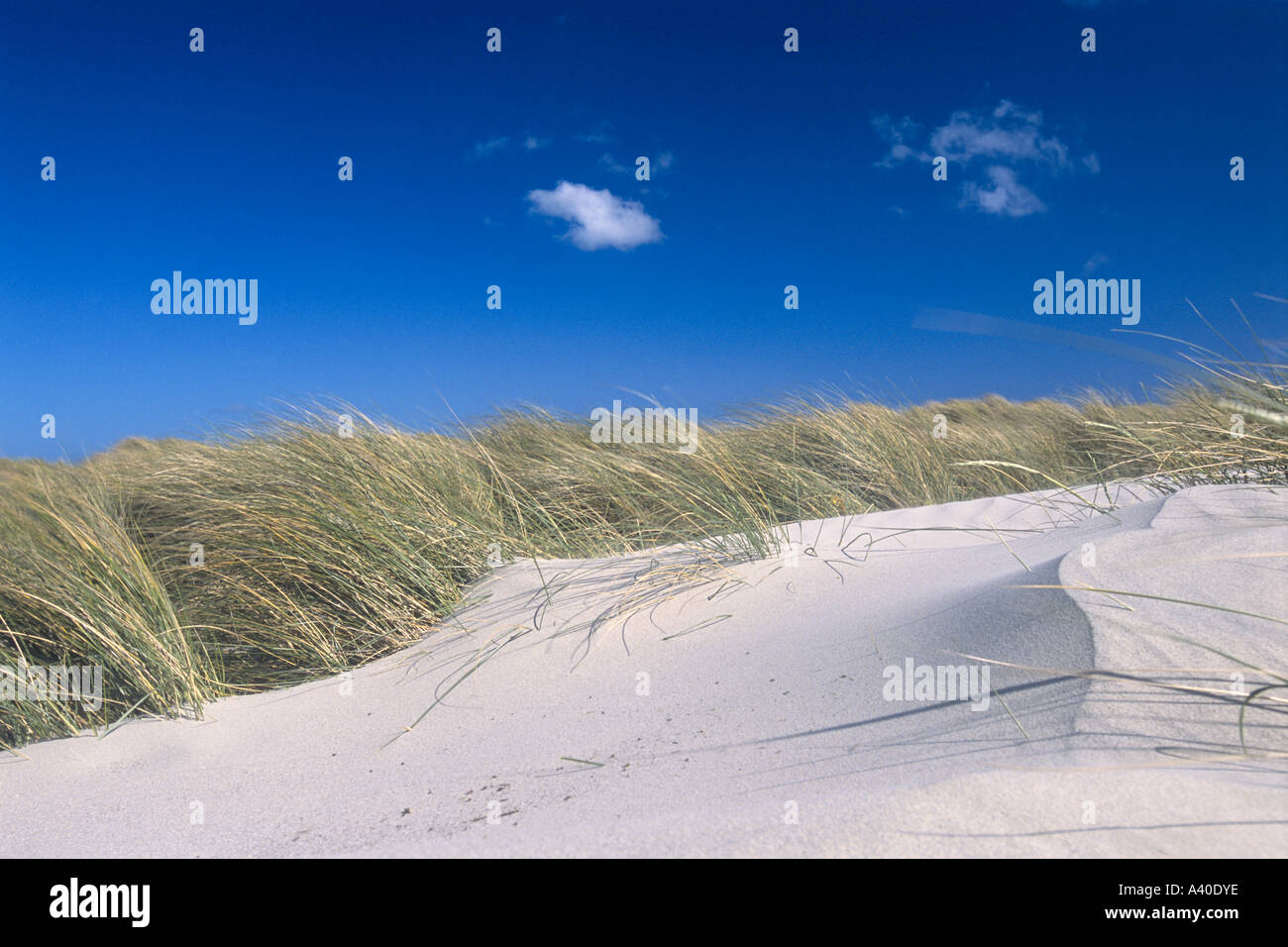 Dune di sabbia Foto Stock