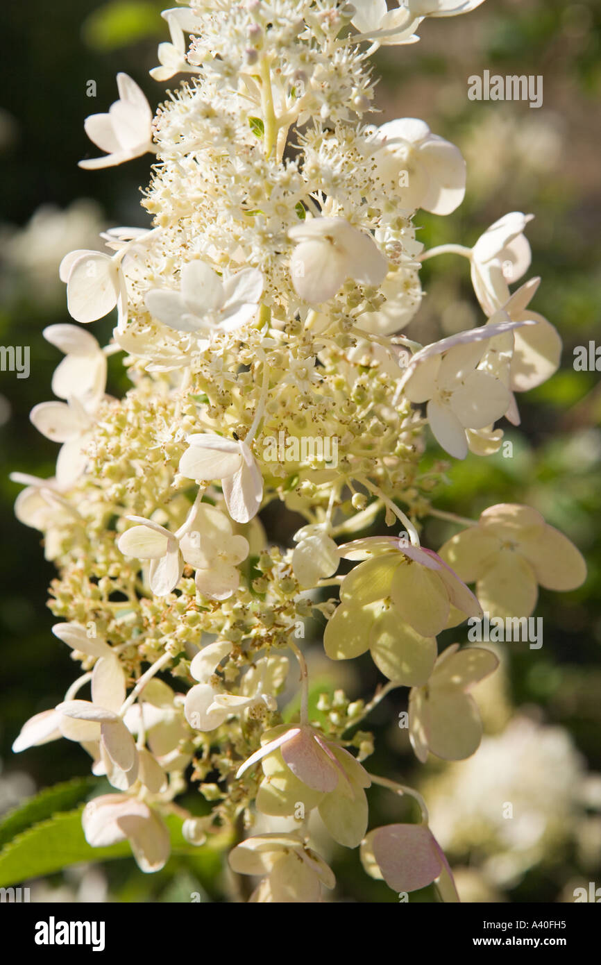 Bianche fioriture di ortensie Foto Stock